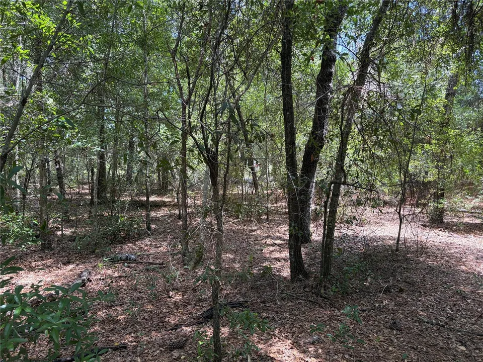 0 PINE TER, photo 5