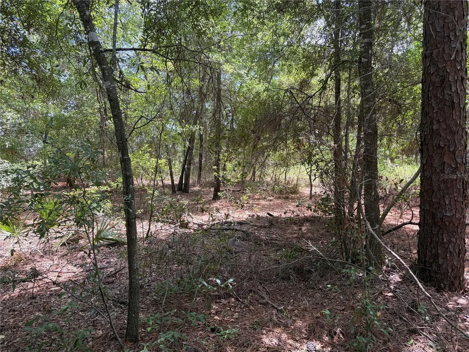 0 PINE TER, photo 6