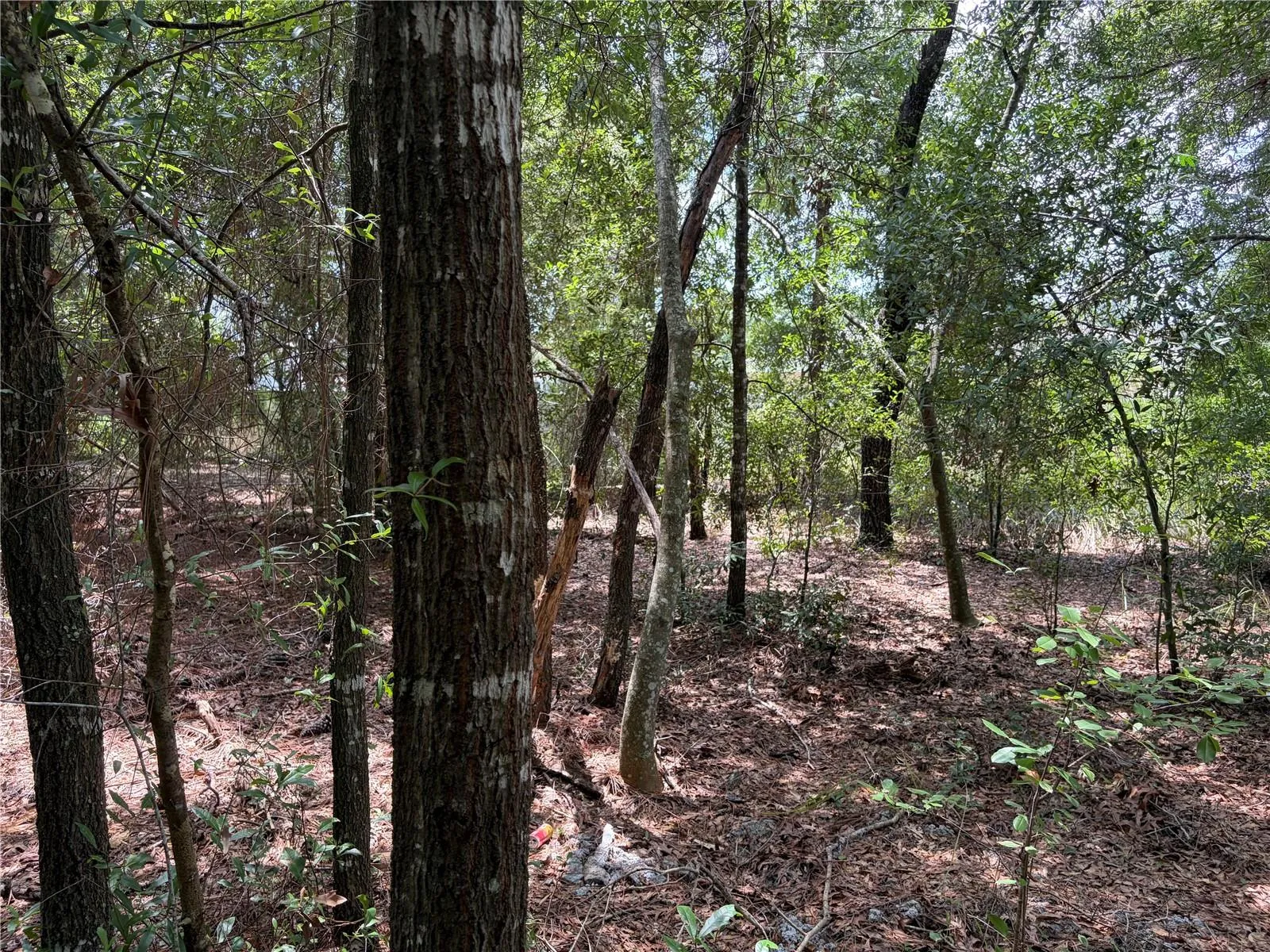 0 PINE TER, photo 7